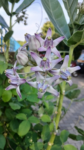 crown flower