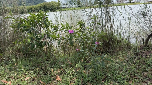 Malabar Melastome