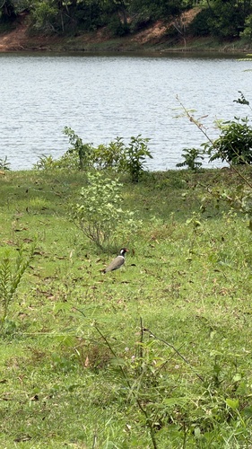 Red-wattled Lapwing