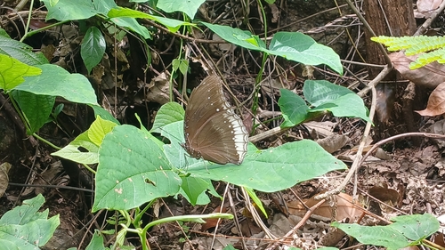 Great Eggfly