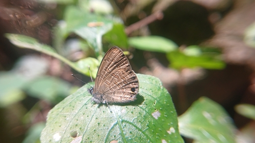Common Line Blue