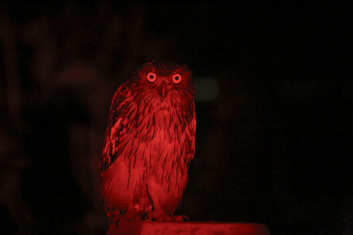Brown Fish-Owl