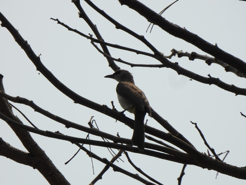 Yellow-vented Bulbul