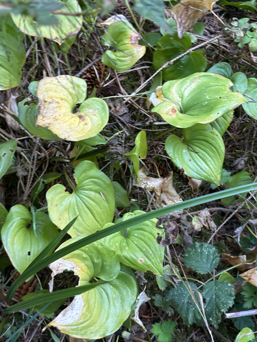 Western Lily of the Valley