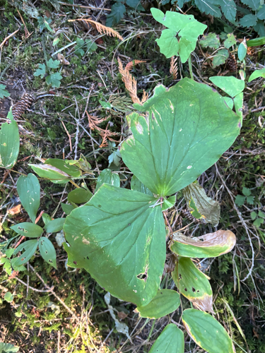 Pacific trillium