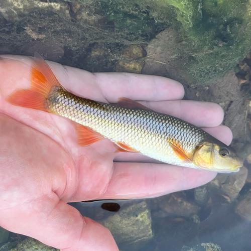 Redspot Chub