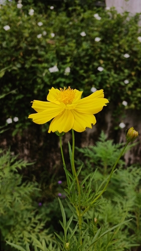 Yellow Cosmos