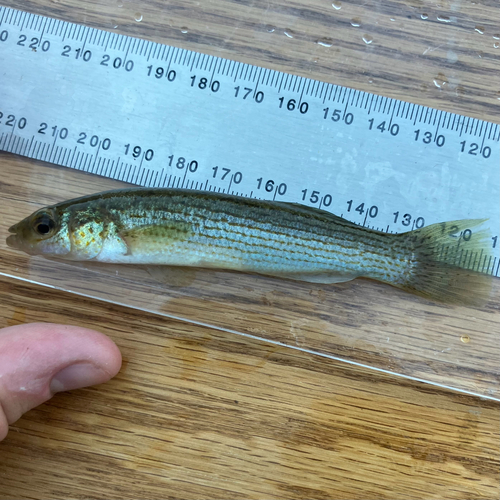 Disjunct Studfish