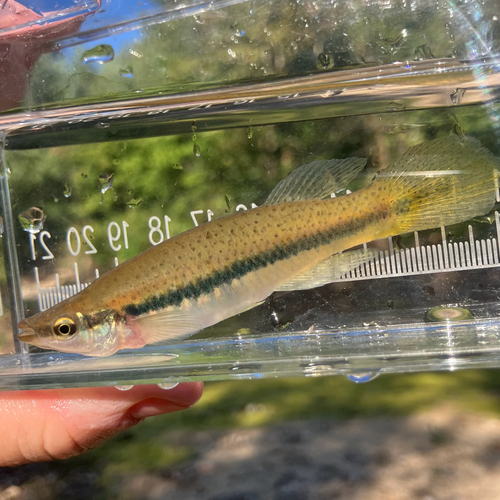 Blackspotted Topminnow