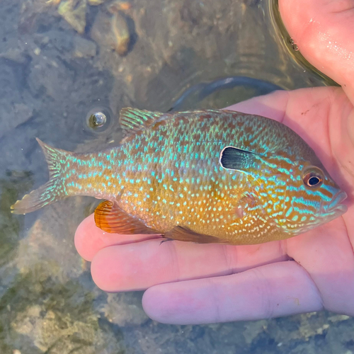 Longear Sunfish