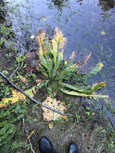western skunk cabbage