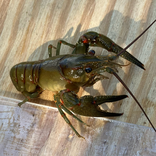 Longpincered Crayfish