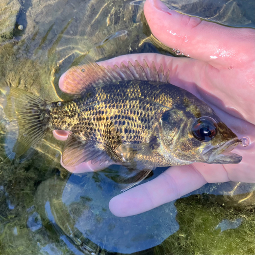 Rock Bass