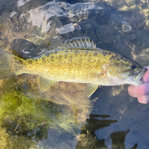 Neosho Bass