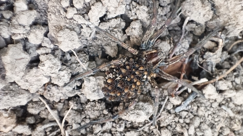 Radiated Wolf Spider