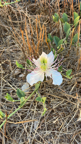 Caper Bush