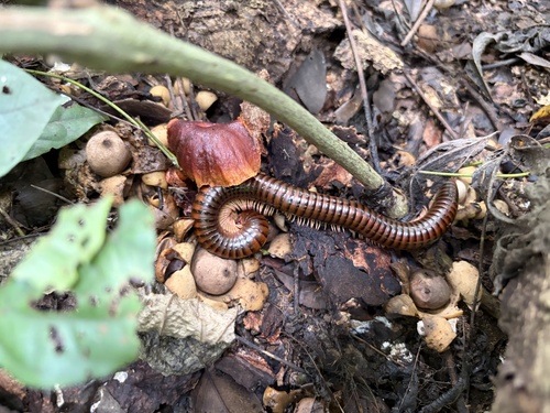 Thyropygus siamensis
