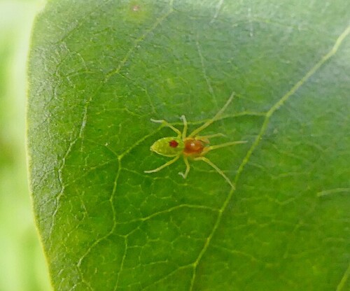 Green Meshweaver