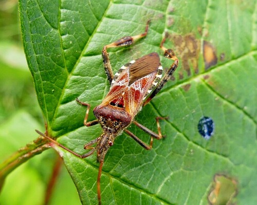 Western Conifer Seed Bug