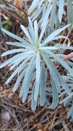 Mediterranean spurge
