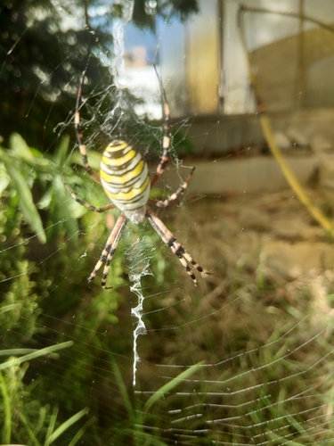 Wasp Spider