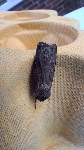 Turnip Moth