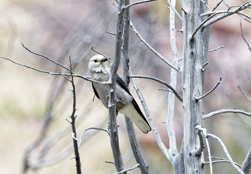 Clark's Nutcracker