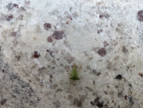 Buffalo Treehopper