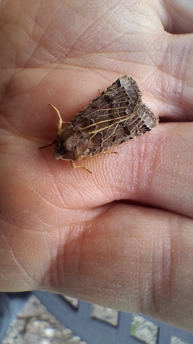Lunar Underwing