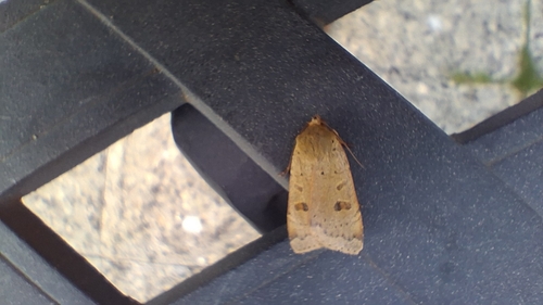 Lesser Yellow Underwing
