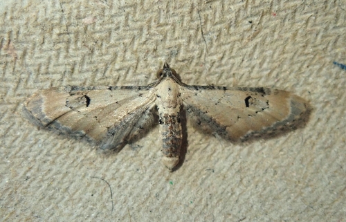 Lime-speck Pug