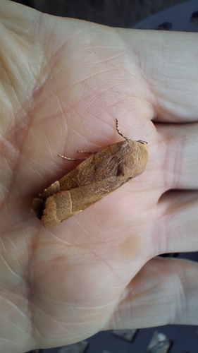 Broad-bordered Yellow Underwing