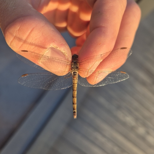Common Darter