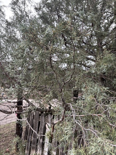Rocky Mountain Juniper