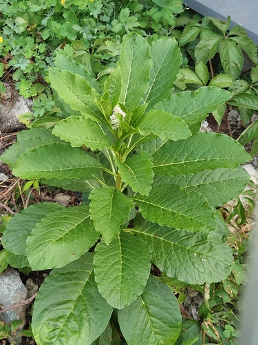Indian Pokeweed