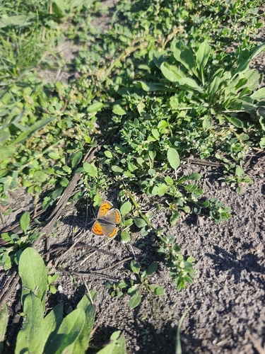 Small Copper