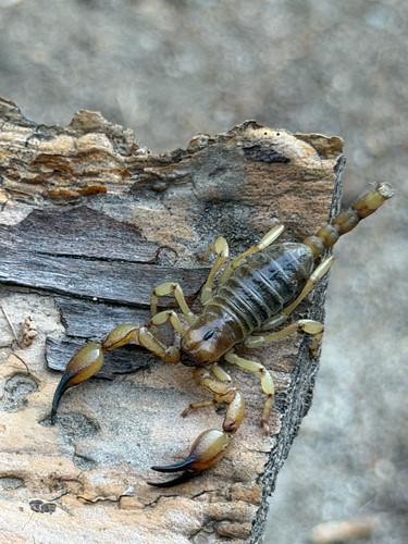 iNaturalist observation photo of California Swollenstinger Scorpion
