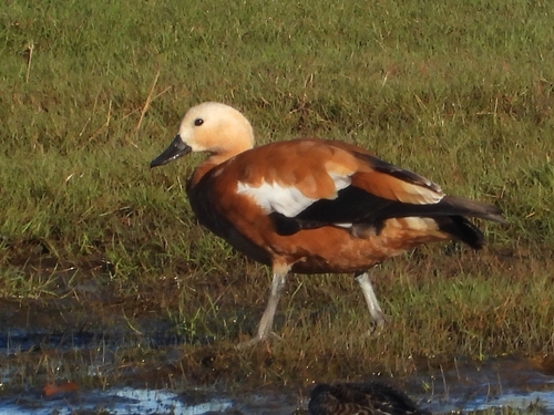 Ruddy Shelduck