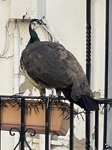 Indian Peafowl