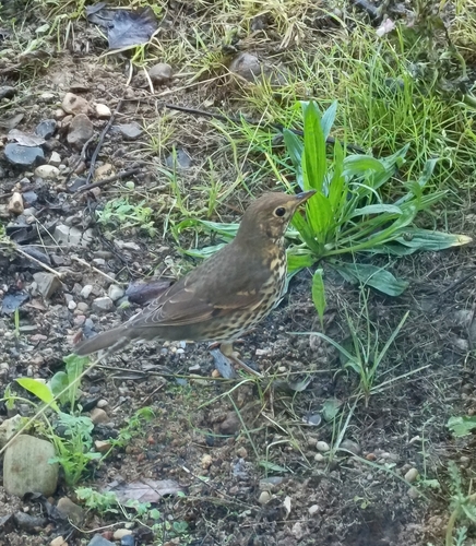 Song Thrush
