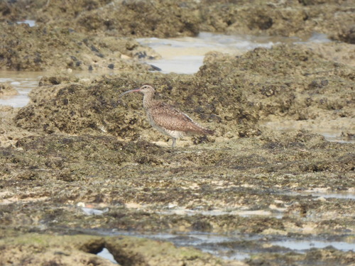 Eurasian Whimbrel