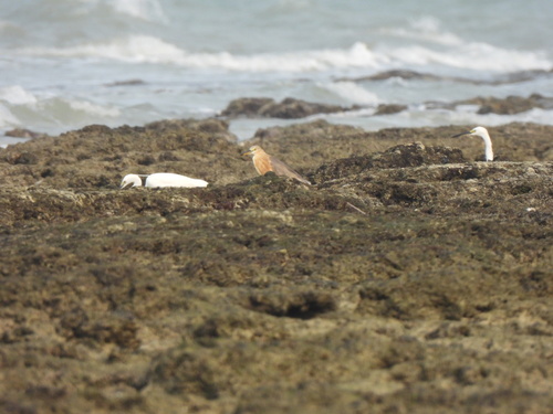 Javan Pond-Heron