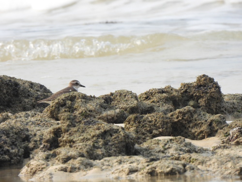Greater Sand-Plover