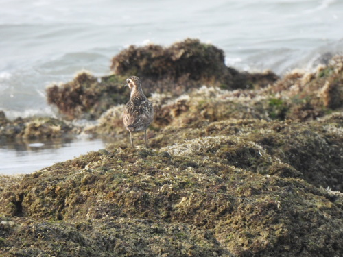 Pacific Golden-Plover