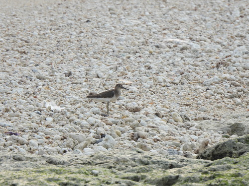Common Sandpiper