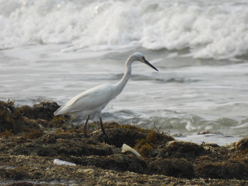 Little Egret