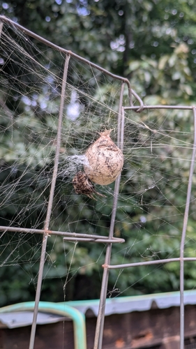 Yellow Garden Spider