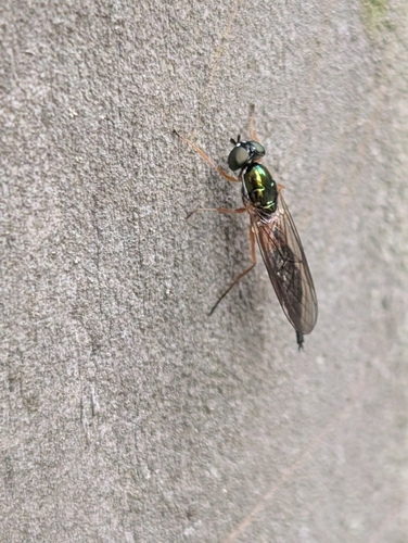 Twin-Spot Centurion Fly