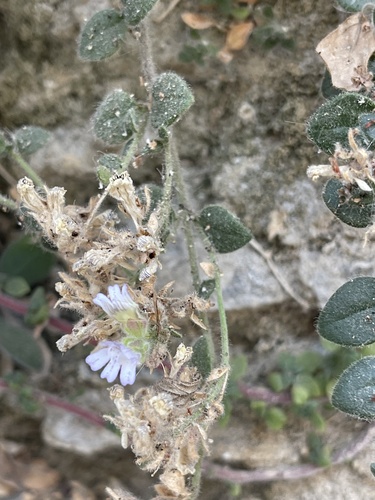 Chaenorhinum villosum
