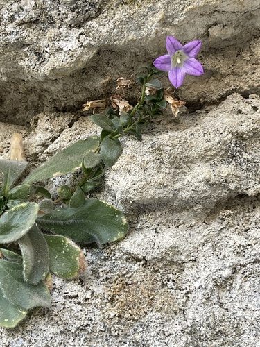 Campanula mollis